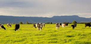 dairy platfarm farmers